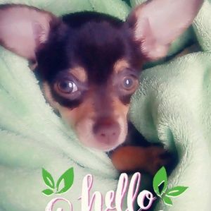 Meet your Posher, Crystal